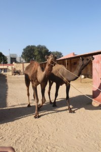 Male camels